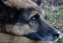Mieszkańcy alarmują – psy umierają. Masowe zatrucia zwierząt w Warszawie