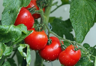 Polski pomidor – król smaku i zdrowia