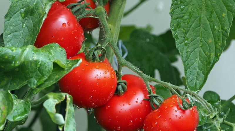 Polski pomidor – król smaku i zdrowia