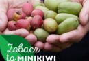 Minikiwi. Smak i zdrowie z polskich sadów