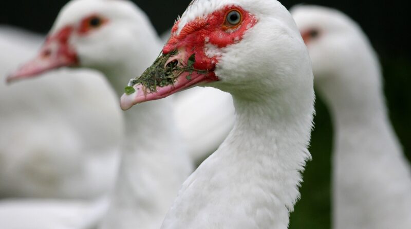 UWAGA: ptasia grypa w Wielkopolsce. Wybito już 21 tys. ptaków!